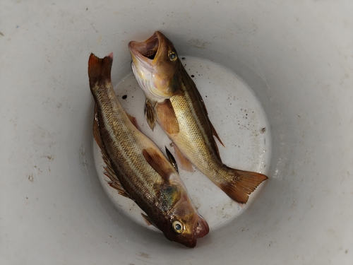 Greater sand perch (Diplectrum maximum) — Serranidae — 3