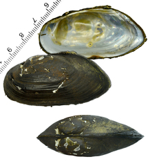 Nodularia breviconcha