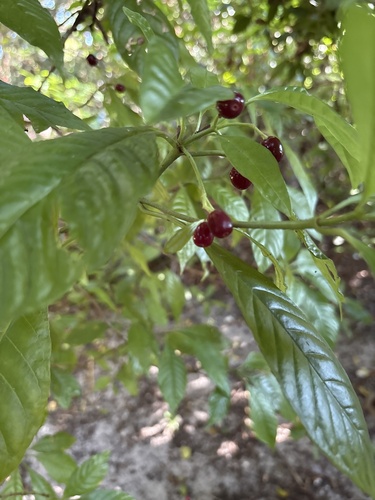 Psychotria nervosa