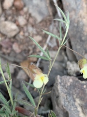 Image of Pearsonia uniflora