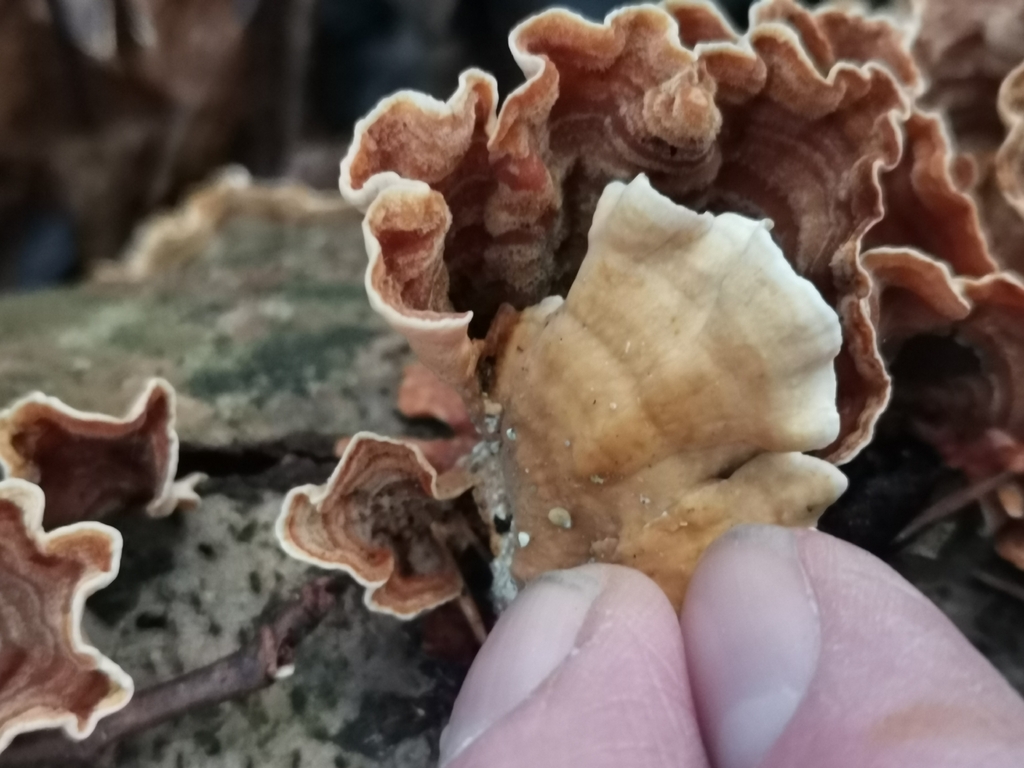 Stereum subtomentosum · December 2025 · photo: © kaitaaho (iNaturalist, cc0)
