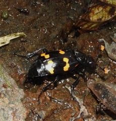 Nicrophorus didymus