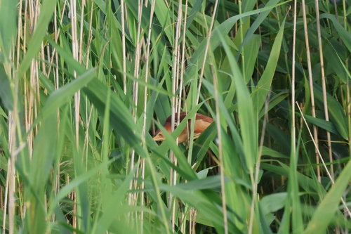 Black-backed Bittern (Botaurus dubius), photo 7