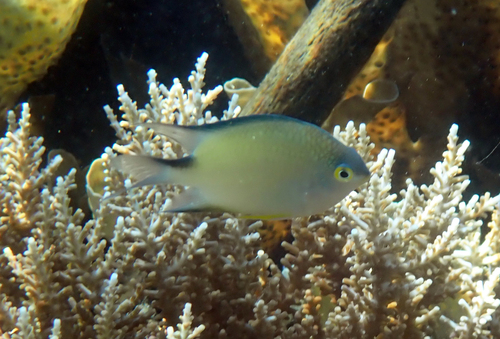 Amblyglyphidodon ternatensis observed 2023-11-05