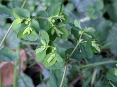 Euphorbia peplus
