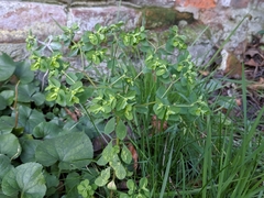 Euphorbia peplus