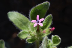 Allophyllum divaricatum