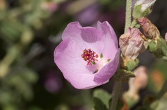 Malacothamnus hallii