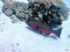 Plectropomus pessuliferus