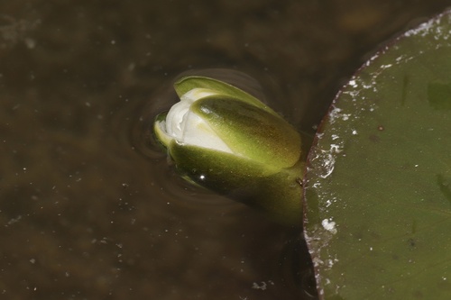 Dwarf Water-lily (Nymphaea leibergii)