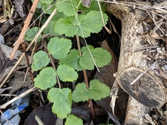 Tordylieae