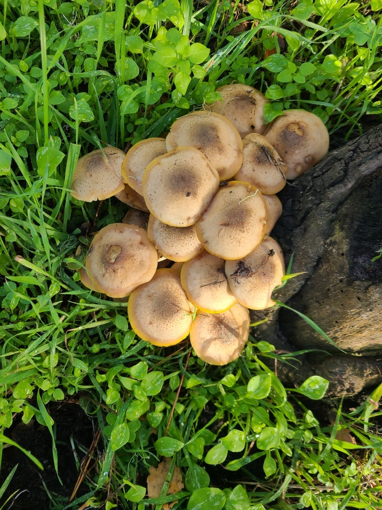 Armillaria mellea · December 2025 · photo: © cwbrown (iNaturalist, cc-by)