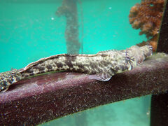 Ambon Rockskipper photo 2