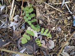 Tordylieae