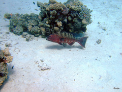 Plectropomus pessuliferus