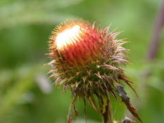 Cirsium subcoriaceum