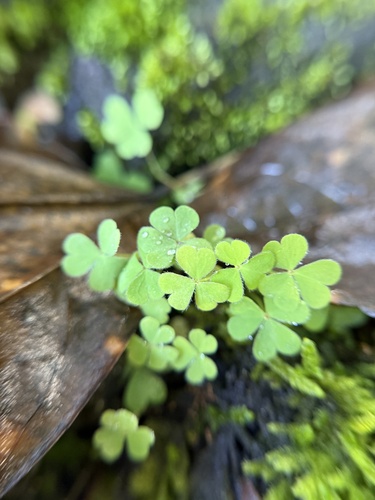 Oxalis corniculata observed 2025-12-27