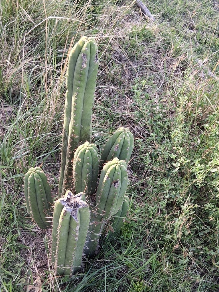 Trichocereus macrogonus var. pachanoi (Pitaya, Dragon Fruit, San Pedro Cactus)