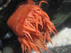 Actinia