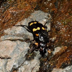 Nicrophorus didymus