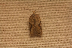 Acleris semiannula
