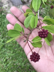 Calliandra tergemina emarginata