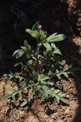 Allophyllum divaricatum