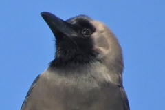Corvus splendens image