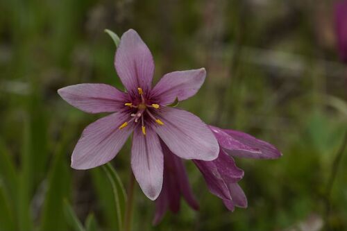 Fritillaria pluriflora, photograph 6