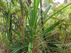 Pandanaceae