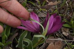 Fritillaria pluriflora, photograph (c) velodrome, some rights reserved (CC BY)