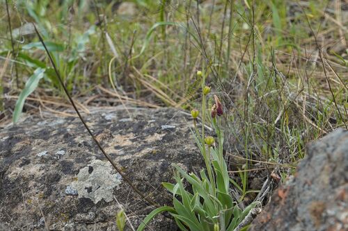 Fritillaria pluriflora, photograph 4