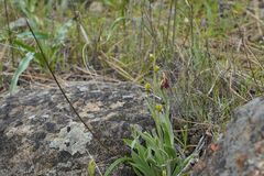 Fritillaria pluriflora, photograph (c) velodrome, some rights reserved (CC BY)