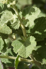 Malacothamnus hallii