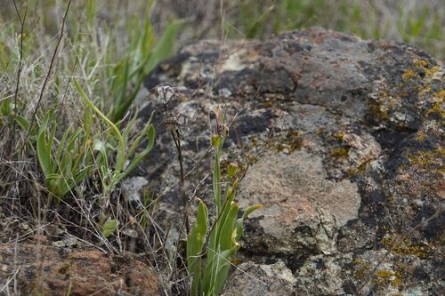 Fritillaria pluriflora, photograph 3