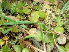 Hydrocharis morsus-ranae