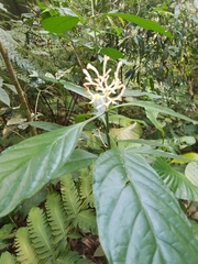 Magnoliopsida