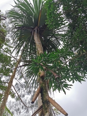 Pandanaceae