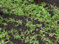 Callitriche palustris