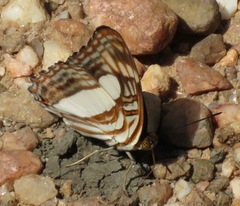 Adelpha iphiclus