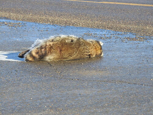 Common Raccoon photographed in North Dakota