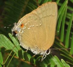 Allosmaitia strophius