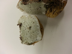 Leucogaster odoratus