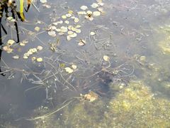 Potamogeton obtusifolius