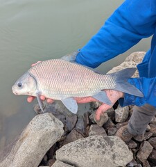 Smallmouth Buffalo photo 2