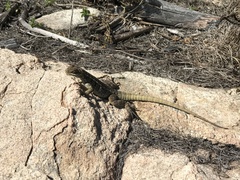 Oplurus quadrimaculatus