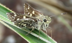 Thespieus homochromus