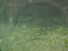 Trachinotus ovatus