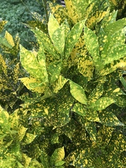 Codiaeum variegatum pictum