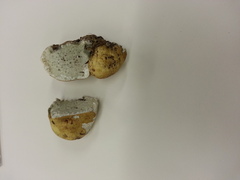 Leucogaster odoratus